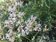 Vernonia potamophila