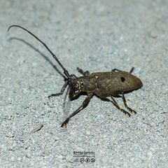 Pelargoderus bipunctatus