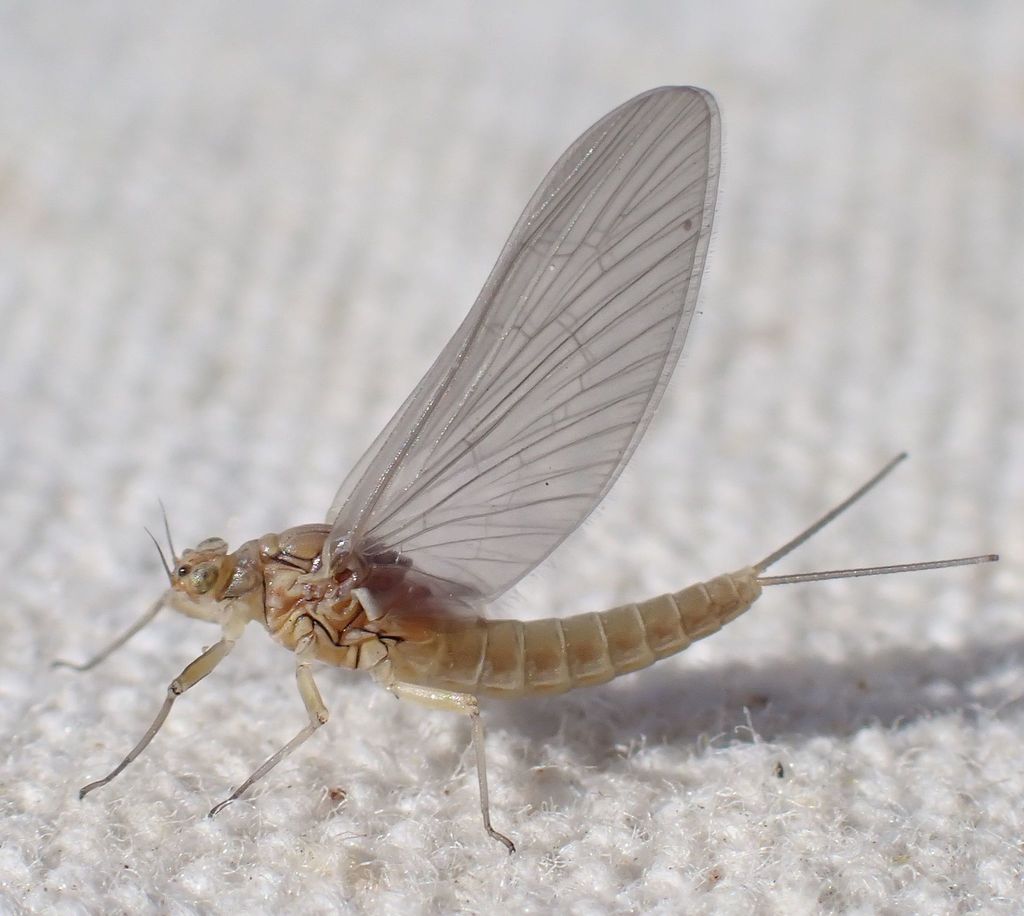 Acentrella insignificans