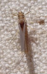 Acentrella insignificans