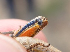 Ocnerodes fallaciosus