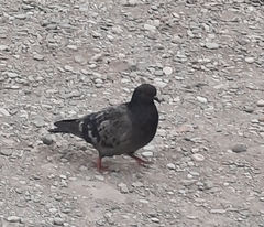 Columba livia domestica