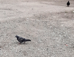 Columba livia domestica