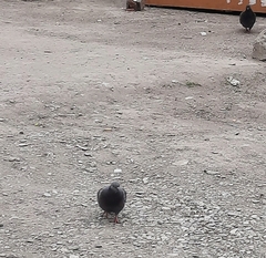 Columba livia domestica