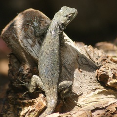 Sceloporus grammicus