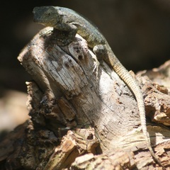 Sceloporus grammicus