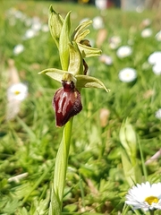 Ophrys sphegodes