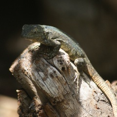 Sceloporus grammicus