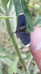 Melanchroia chephise