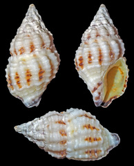 Peristernia chlorostoma