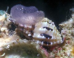 Peristernia chlorostoma