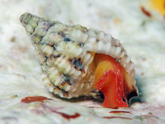 Peristernia chlorostoma