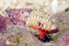 Peristernia chlorostoma