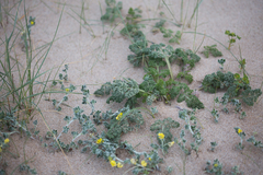 Daucus pumilus