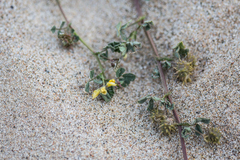 Medicago truncatula
