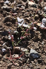Eriogonum covilleanum