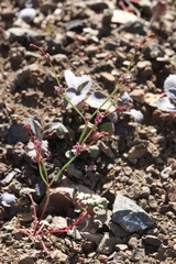 Eriogonum covilleanum