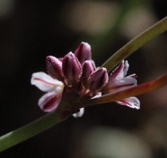 Eriogonum covilleanum
