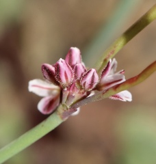 Eriogonum covilleanum