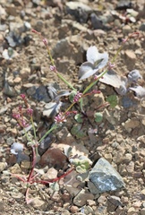 Eriogonum covilleanum