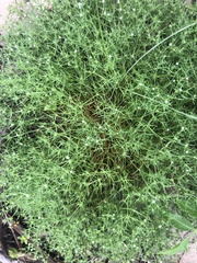 Polypremum procumbens