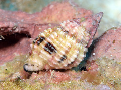 Peristernia chlorostoma