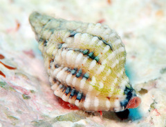 Peristernia chlorostoma