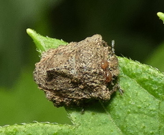 Cyrtocoris