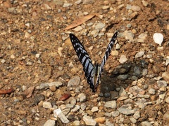 Graphium xenocles
