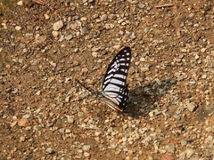 Graphium xenocles