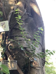 Magnoliopsida