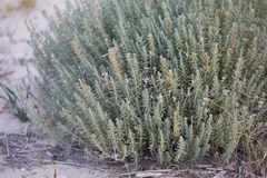 Teucrium polium