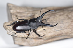 Prosopocoilus gracilis