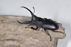 Prosopocoilus gracilis