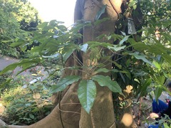 Magnoliopsida