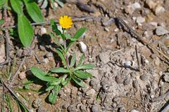 Calendula arvensis