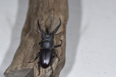 Prosopocoilus gracilis