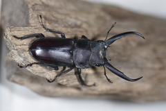 Prosopocoilus gracilis