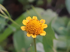 Acmella oppositifolia