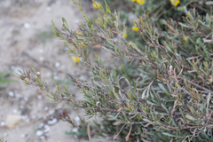 Limoniastrum monopetalum