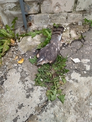 Accipiter nisus