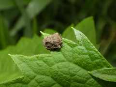 Cyrtocoris