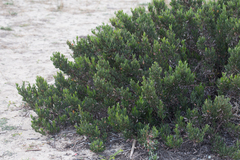 Limoniastrum monopetalum