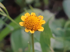 Acmella oppositifolia