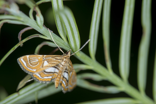 Paracymoriza cataclystalis Strand, 1919