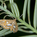 Paracymoriza cataclystalis - Photo (c) Licheng Shih, alguns direitos reservados (CC BY), uploaded by Licheng Shih