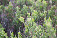 Limoniastrum monopetalum