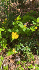 Kerria japonica