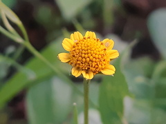 Acmella oppositifolia
