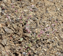 Eriogonum covilleanum